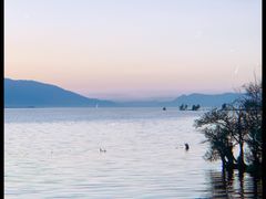 -阿鹏故事野生菌火锅(古城店)