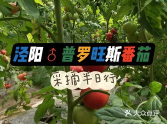 安墁笔记︱普罗旺斯番茄采摘  实用tips： 
