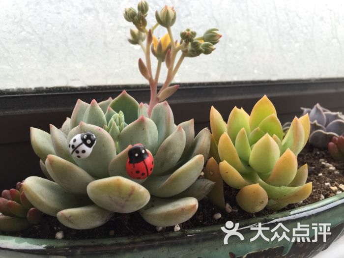 三林花鸟市场图片 - 第190张