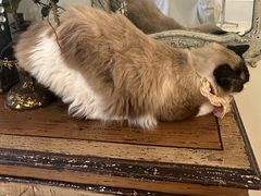 -共舞时光猫咖·狗咖(新街口店)