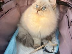 -创凡宠物医院·骨专科  猫科中心(西乡分院)