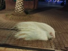 -清迈夜间动物园