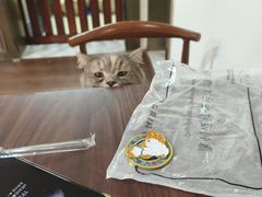 -楼上猫咖(罗湖店)