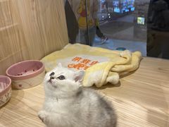 -屋虎猫馆(宝安大仟里店)