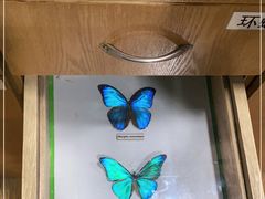 -上海大自然野生昆虫馆(东方明珠·爬宠昆虫探索中心)