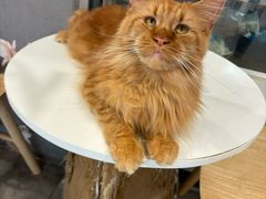 -楼上猫咖(罗湖店)