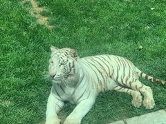 -北京野生动物园