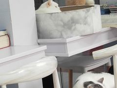 -喵的天空名猫咖啡馆·撸猫·猫舍·用品