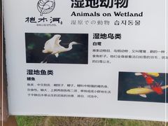 -桤木河湿地公园