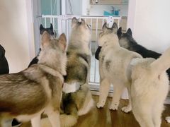 -Husky Go! 哈士奇体验馆·宠物咖啡厅狗咖