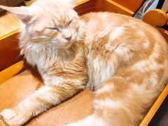 -more than meow吴止猫主题餐厅(承德 中船汇店)