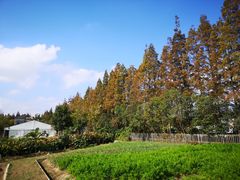 -前小桔亲子创意农场·草莓采摘·露营烧烤