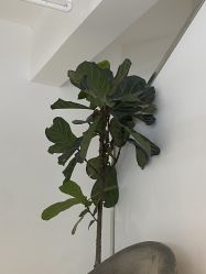 -I+造型烫发染发