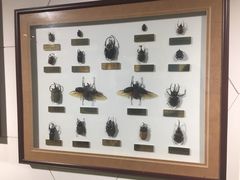 -上海昆虫博物馆