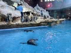 -帝企鹅自助餐厅•儿童岛•真企鹅(长隆企鹅酒店)