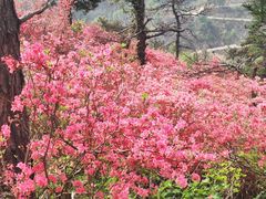 -木兰云雾山