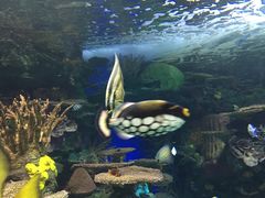 -瑞普利水族馆