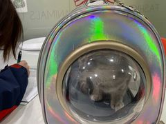 -伟伟宠物医院·CT影像中心·瑞派犬猫综合性门诊(汉口总院)