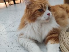 -喵园·猫主题咖啡厅·撸猫·猫咖(国贸店)