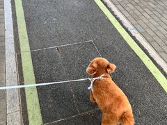 -瑞派康怡24h宠物医院·犬猫医疗中心·微创绝育(瑞景分院)