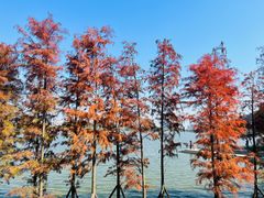 -顺峰山公园