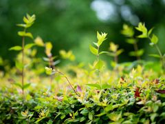 -白塘生态植物园
