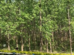 -合肥滨湖国家森林公园