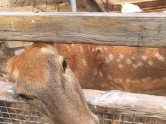 -北京鹿世界主题园