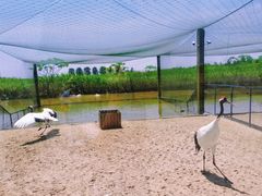 -盐城丹顶鹤湿地生态旅游区