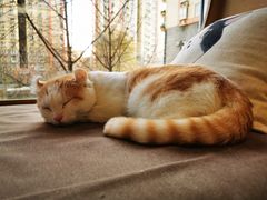 -猫和宫(六道口店)