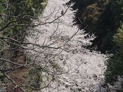 -武汉大学-樱园