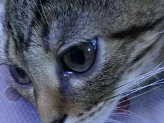 -西安京西宠物医院·瘫痪·疑难杂症