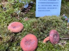 -蔼若春.传承三十年云南菜(金碧公园店)