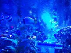 -烟台海昌鲸鲨海洋公园