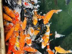 -南宫五洲植物乐园