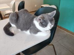 -飞行喵MR PILOT|猫舍·猫咖(静安大融城店)