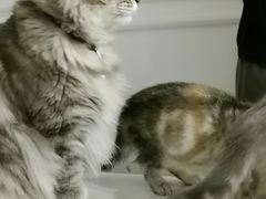 -楼上猫咖(罗湖店)