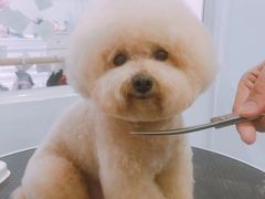 美容图-BABYDOG宝贝狗宠物乐园(欧洲城店)