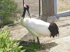 -盐城丹顶鹤湿地生态旅游区