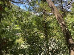 -深圳仙湖植物园-停车场