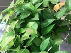 -威克特披萨汉堡