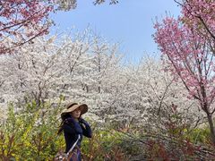 -古柏渡飞黄旅游区