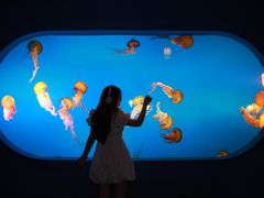 -太平洋海底世界