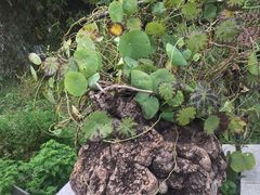 -广州神农草堂中医药博物馆