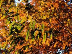 -白鹭湾湿地公园