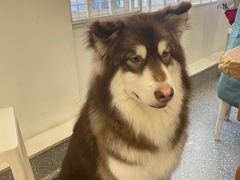 -Let's go狗咖·猫咖·奶狗·桌游(春熙路IFS店)