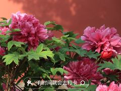 -北京市劳动人民文化宫(太庙)