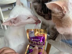 -喵的天空名猫咖啡馆·撸猫·猫舍·用品