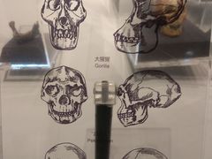 -北京周口店北京人遗址博物馆