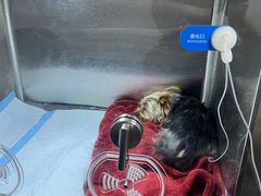 -谐和贝康宠物医院24小时·宠保定点(急重症转诊中心)